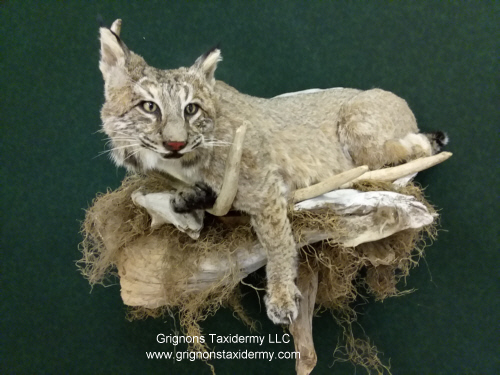 bobcat on moose antler